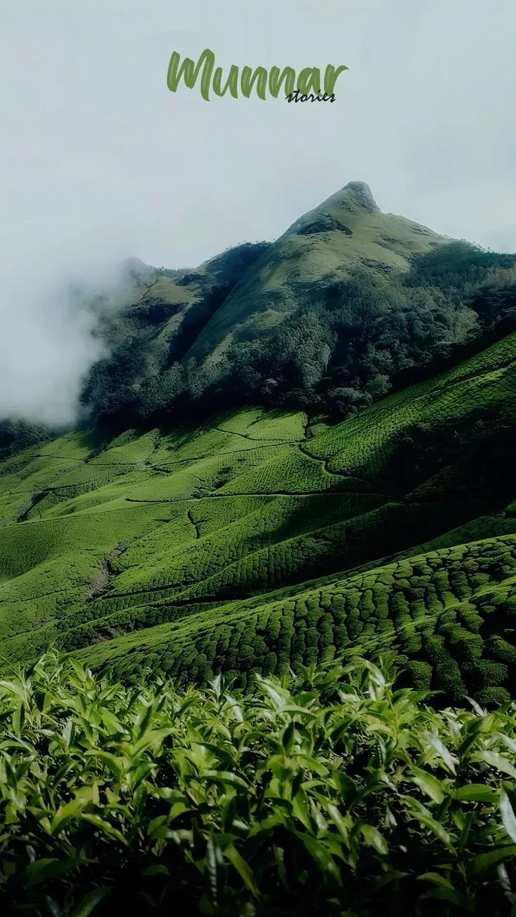 coimbatore to munnar tour package
