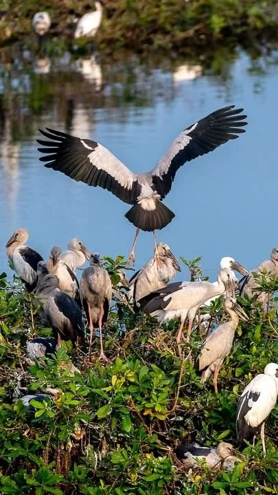 chennai to vedanthangal Tour package